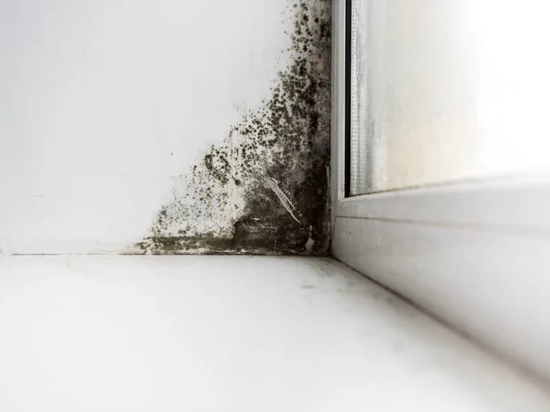 Mold Inspection in Chicago Homes: What Buyers and Owners Need to Know